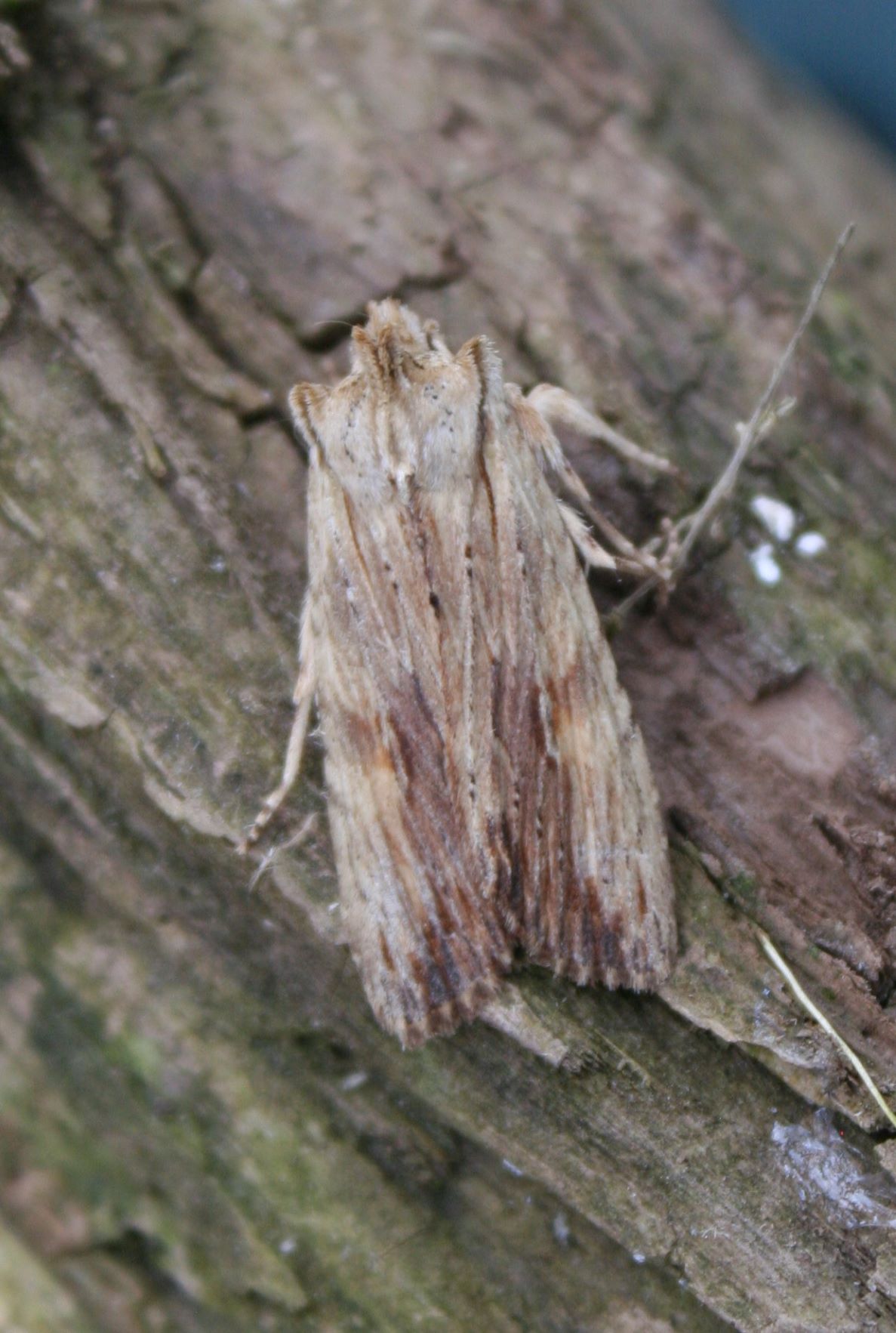 Photo of Pale Pinion (Lithophane socia)